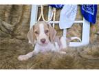 Beagle Puppy for sale in Springfield, MO, USA