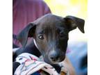 Adopt Mackenzie a American Staffordshire Terrier, Labrador Retriever