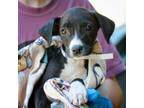 Adopt Madison a American Staffordshire Terrier, Labrador Retriever