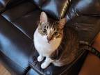 Adopt Cosmo a Black & White or Tuxedo Tabby / Mixed (medium coat) cat in Joliet