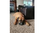 Adopt Khalesie a Tan/Yellow/Fawn Bullmastiff / Mixed dog in Kansas City