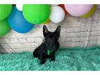 Scottish Terrier Puppy for sale in Springfield, MO, USA