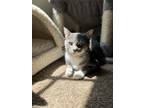 Adopt Metal a Gray, Blue or Silver Tabby Domestic Shorthair / Mixed (short coat)