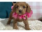 Cavapoo Puppy for sale in Joplin, MO, USA