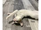 Adopt Toto a White (Mostly) Domestic Shorthair / Mixed (short coat) cat in