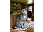 Adopt Shadow a Gray or Blue American Shorthair / Mixed (short coat) cat in