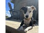 Adopt Kui a Black - with White Whippet / Jack Russell Terrier / Mixed dog in