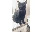 Adopt Binx a All Black American Shorthair (short coat) cat in Canoga Park