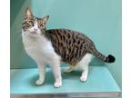 Adopt Atlas a White Domestic Shorthair / Domestic Shorthair / Mixed cat in Santa