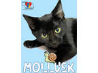 Adopt Mollusk a All Black Domestic Longhair / Domestic Shorthair / Mixed cat in