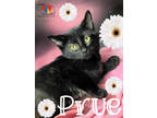 Adopt Prue a All Black Domestic Shorthair / Domestic Shorthair / Mixed cat in