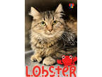 Adopt Lobster a All Black Domestic Shorthair / Domestic Shorthair / Mixed cat in