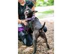 Adopt Rhonda a American Staffordshire Terrier