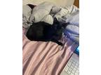 Adopt Castor a All Black Domestic Shorthair / Domestic Shorthair / Mixed cat in