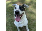 Adopt Pearl a White Mixed Breed (Medium) / Mixed dog in Covington, LA (38789352)