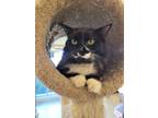 Adopt Dexter a All Black Domestic Longhair / Domestic Shorthair / Mixed cat in