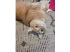 Adopt Corduroy a Orange or Red Tabby Tabby / Mixed (short coat) cat in Fletcher