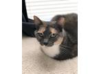 Adopt Parfait a Calico or Dilute Calico Calico / Mixed (short coat) cat in