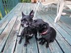 Adopt Otis & Milah a Black Mutt / Mixed dog in Clarksville, TN (38673315)