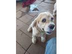 Adopt Mollie a Red/Golden/Orange/Chestnut - with White Cocker Spaniel / Mixed