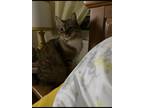 Adopt Saylor a Gray or Blue (Mostly) Maine Coon / Mixed (medium coat) cat in