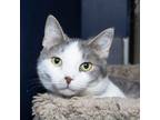 Adopt Ari a White Domestic Shorthair / Mixed cat in Evansville, IN (38680893)
