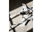 Adopt Bruno a White Great Pyrenees / Labrador Retriever / Mixed dog in Clayton