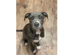 Adopt SAGE a Gray/Silver/Salt & Pepper - with White Staffordshire Bull Terrier /