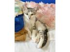 Adopt Brianna a Gray or Blue Domestic Shorthair / Domestic Shorthair / Mixed cat