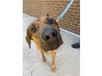 Adopt Cocoa Nibs a Shepherd, Mixed Breed