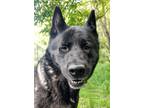 Adopt Billie a Black Akita / Mixed dog in Blackwood, NJ (38941921)