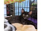 Adopt Maple a All Black Domestic Shorthair (short coat) cat in Torrance