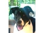 Adopt River a White - with Black Border Collie / Labrador Retriever / Mixed dog