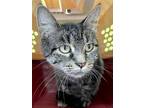 Adopt Lambchop a All Black Domestic Shorthair / Domestic Shorthair / Mixed cat