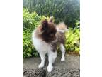 Adopt Max a Brown/Chocolate - with White Pomeranian / Mixed dog in Brentwood