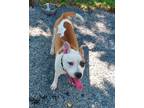 Adopt Giselle a White - with Brown or Chocolate Boxer / American Pit Bull