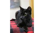 Adopt Krista a All Black Domestic Shorthair / Domestic Shorthair / Mixed cat in