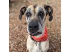 Adopt Tank a Tan/Yellow/Fawn Great Dane / Mixed dog in Vail, AZ (38767349)