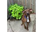 Adopt Steve a Brown/Chocolate Mountain Cur / Mixed dog in Homewood