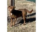 Adopt Basher a Brown/Chocolate Labrador Retriever dog in Shawnee, OK (38713289)