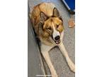 Adopt Rage a Brown/Chocolate Collie / German Shepherd Dog dog in Shawnee