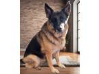 Adopt Michonne a Black German Shepherd Dog / Mixed (short coat) dog in Malvern