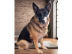 Adopt Michonne a Black German Shepherd Dog / Mixed dog in Malvern, PA (38756102)
