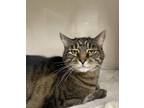 Adopt Rosey a Brown or Chocolate Domestic Shorthair / Domestic Shorthair / Mixed