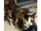 Adopt Bobbie a Domestic Mediumhair / Mixed (short coat) cat in Heber