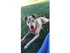 Adopt Rico a Brindle - with White Pitsky / Mixed dog in Albuquerque
