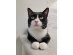 Adopt Belk a Black & White or Tuxedo Domestic Shorthair (short coat) cat in