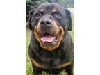 Adopt Myka a Black Rottweiler / Mixed dog in Blackwood, NJ (38941920)