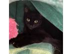 Adopt Quatro a All Black Domestic Shorthair / Mixed cat in Gibsonia