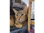 Adopt Macchiato a Brown Tabby Domestic Shorthair (short coat) cat in Virginia
